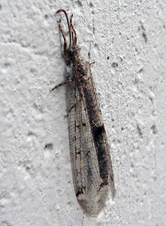 Distoleon tetragrammicus